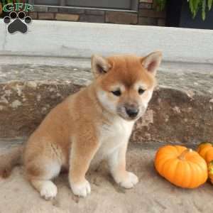 Dora, Shiba Inu Puppy